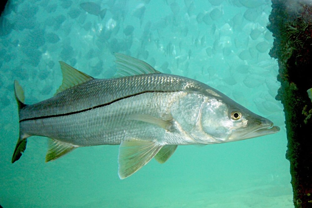 Robalo-flecha prateado, com a linha lateral preta, nadando em água verde-clara.