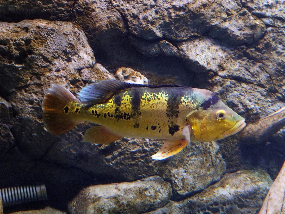 Tucunaré amarelo nadando entre pedras, com as faixas escuras no corpo dourado.