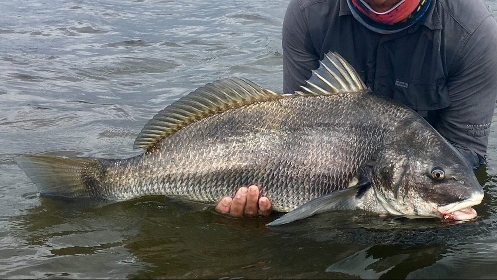 Pescador segurando uma miraguaia grande e escura dentro d’água, antes de soltá-la.