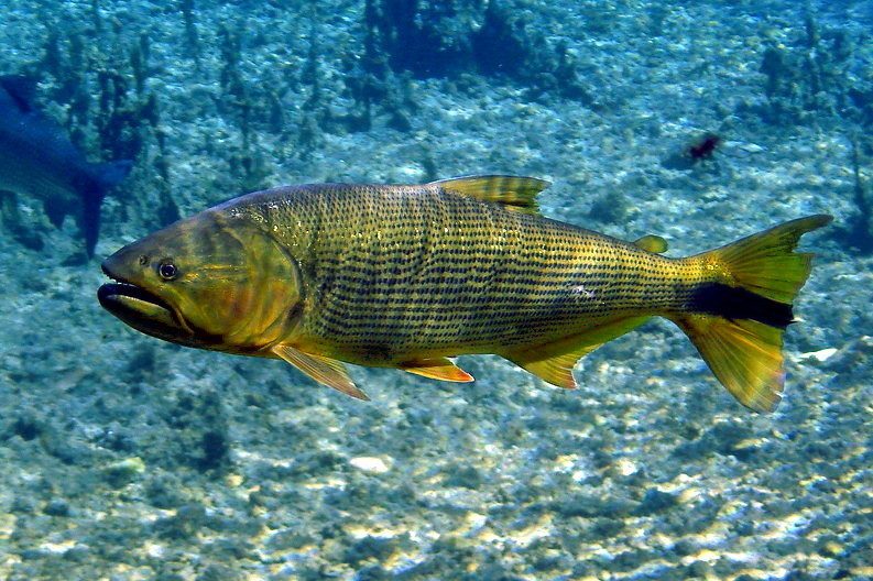 Dourado nadando em água clara sobre fundo de cascalho, corpo dourado com listras finas e cauda com mancha escura.
